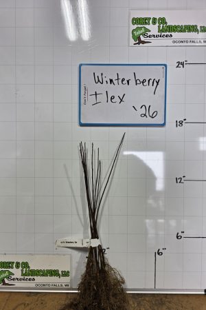 Winterberry Shrub/Tree - Bare Root 12-18" - 25 Pack $54.00