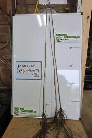 American Elderberry Bare Root Tree: 18-24" - 10 Pack $25.00