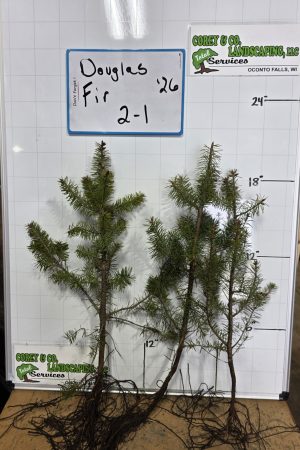 Douglas Fir Tree - 8-15" - 3 year old Bare Root - 10 Pack $30.00