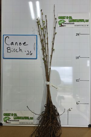 Canoe Birch Bare Root Tree: 18-24" - 25 Pack $57.50