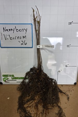 Nannyberry Viburnum Bare Root Tree: 12-18" - 10 Pack $20.00