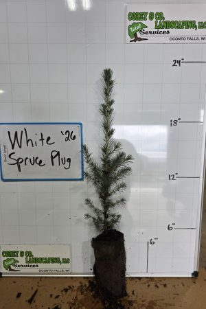 White Spruce PLUG - 12-18"  $3.95 EACH