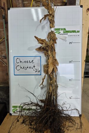 Chinese Chestnut - Bare Root Tree: 18-24" - 10 Pack $25.00