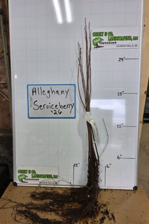 Alleghany Serviceberry Bare Root Tree: 18-24" - 10 Pack $25.00