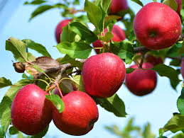 Zestar! Apple Tree- Bare Root 11/16" $32.00