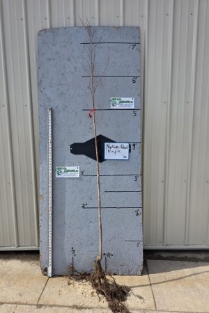 Native Red Maple Tree - 9/16" Bare Root - $29.00