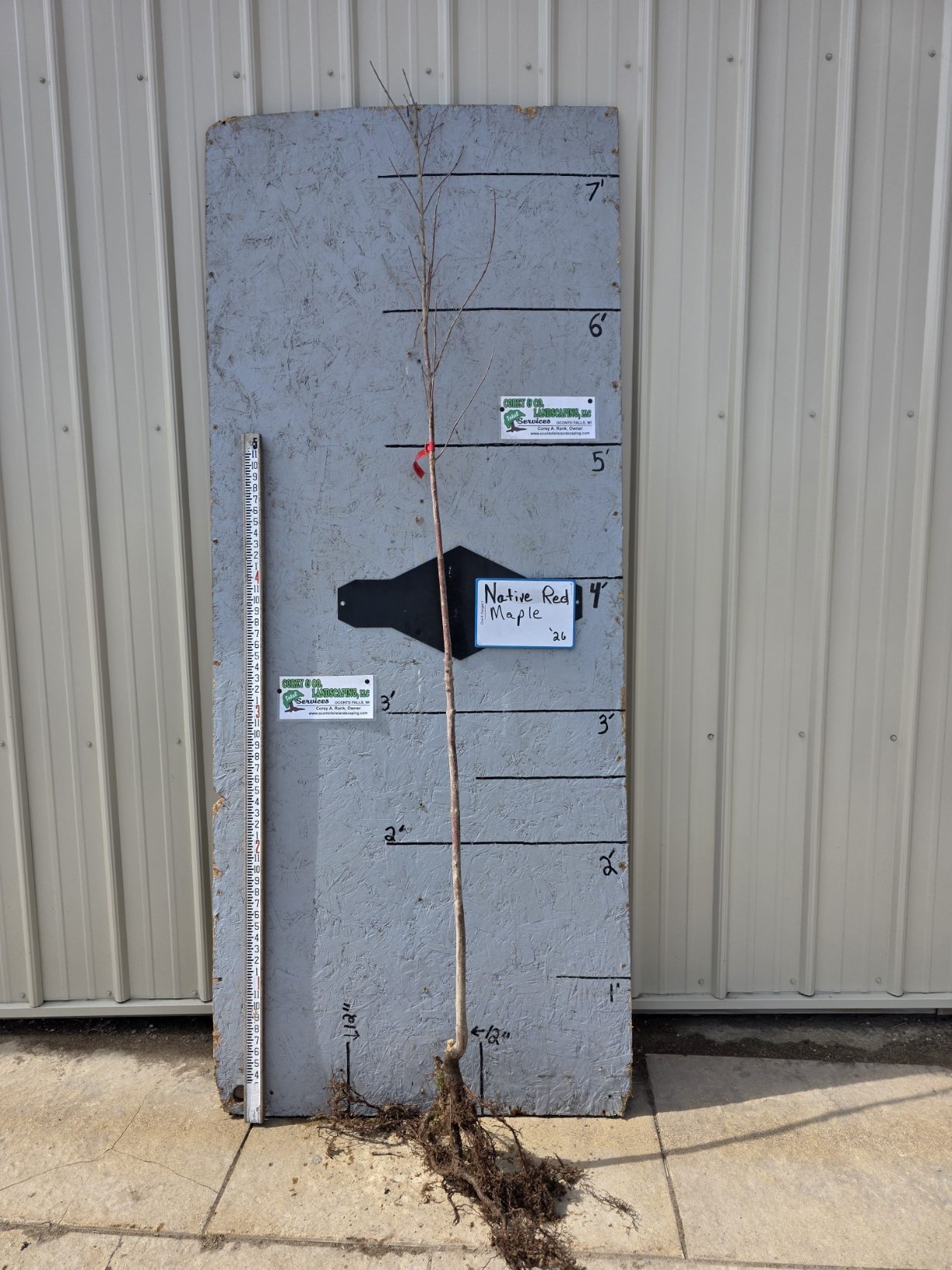 Native Red Maple Tree - 9/16" Bare Root - $29.00
