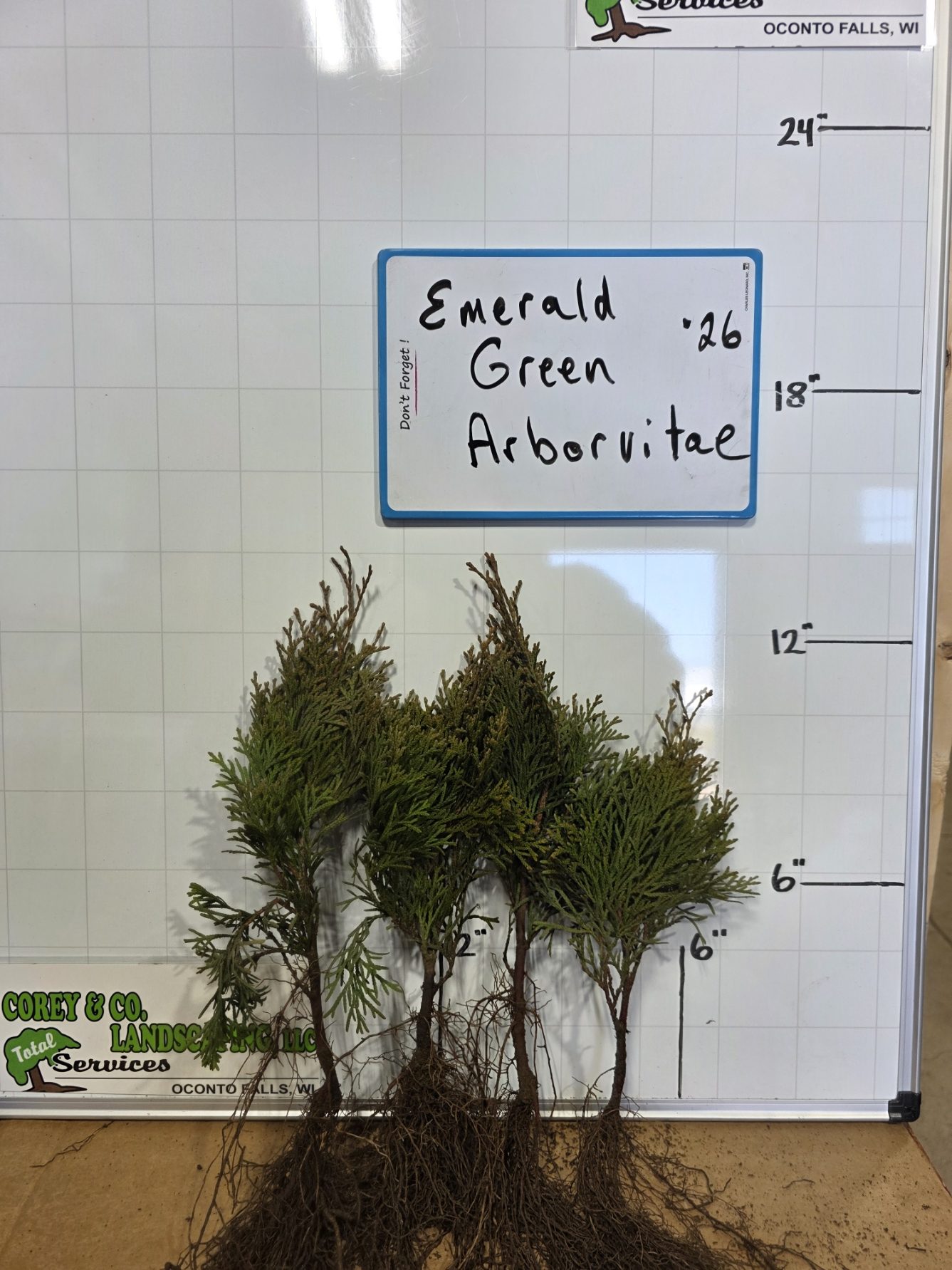 Emerald Green Arborvitae 8-12" Bare Root- 10 pack -$30.00