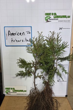 American Arborvitae Transplants 12-18" Bare Root- 10 pack -$30.00