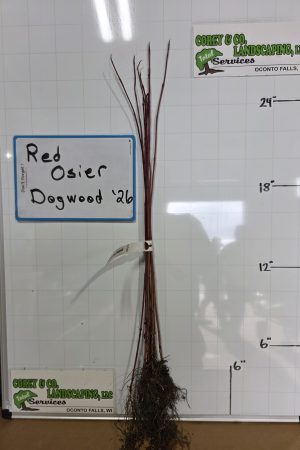 Red Osier Dogwood- 18-24" Bare Root - 10 pack $25.00