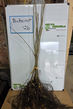 Butternut Bare Root Tree: 18-24" - 10 Pack $25.00