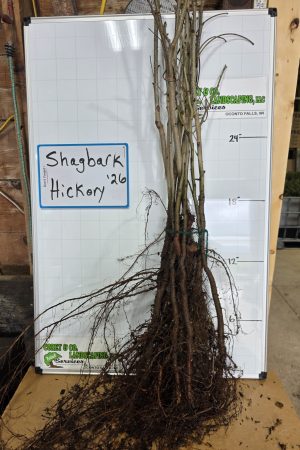 Shagbark Hickory Bare Root Tree: 18-24" - 10 Pack $30.00