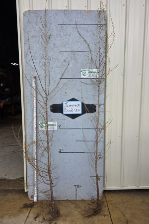 American Larch - Tamarack 6-8ft Bare Root- $20.00 EACH