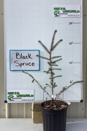 Black Spruce Tree - POTTED - 18-24" $6.00