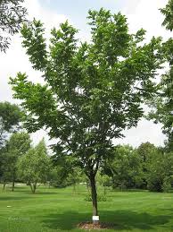 Butternut Bare Root Tree: 18-24" - 10 Pack $25.00