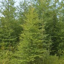 American Larch - Tamarack 5-7ft Bare Root- $15.00 EACH